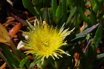kaktus blüte