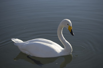White swan floating on the lake.