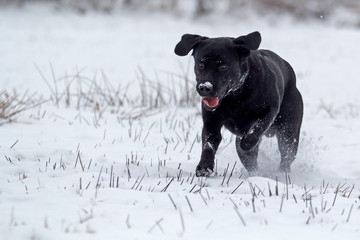 black labrador in the snow