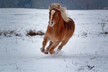 Haflinger in the snow