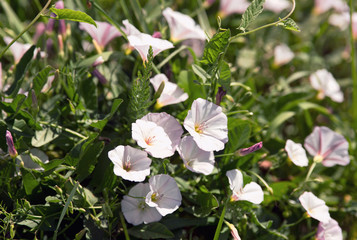 bindweed on the field at noon