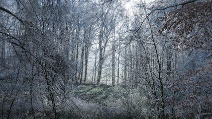 Lichtdurchfluteter Winterwald
