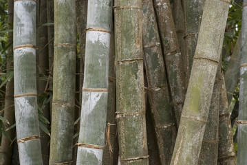 Naklejka premium Bambou, Phyllostachys nigra 'Henonis'