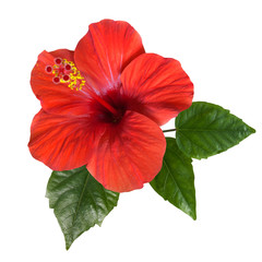 red hibiscus flowers and buds