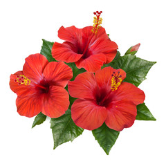 red hibiscus flowers leaves and buds - obrazy, fototapety, plakaty