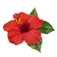red hibiscus flowers leaves and buds - obrazy, fototapety, plakaty