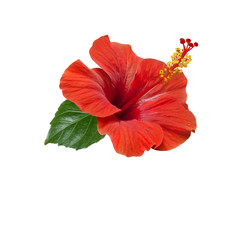 red hibiscus flowers leaves and buds