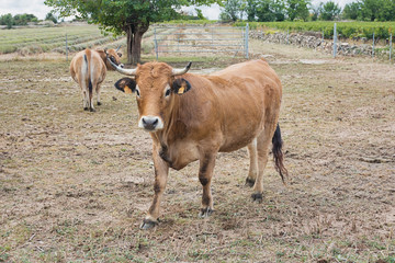cow to walk in the pasture