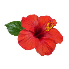 red hibiscus flower © Tetiana