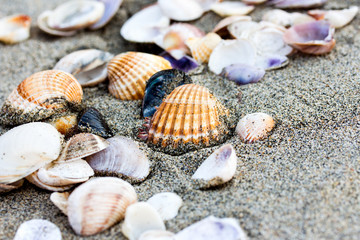 Sea shell on sand beach close up.