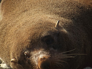 Lazy life sea lion