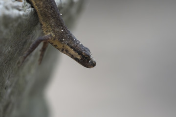 Smooth newt Lissotriton vulgaris portrait