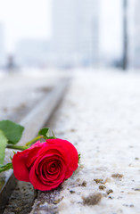 eine rote Rose liegt im schmutzigen Schnee auf den Schienen einer Straßenbahn