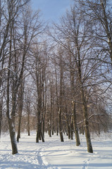 Snow on trees