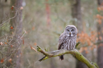 Great grey owl on tree branch