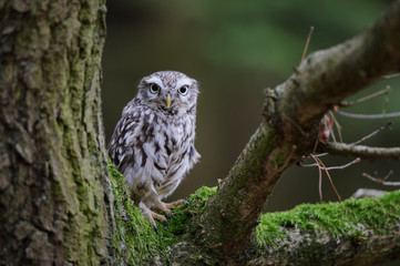 Little owl on tree