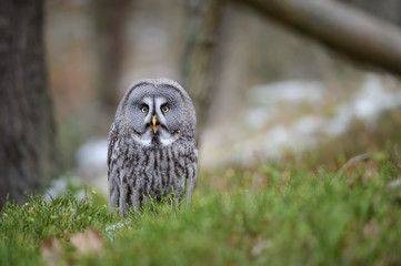 Great grey owl
