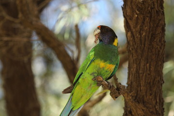 Perroquet australie