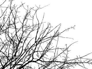 Tree branch silhouette