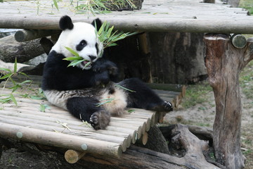 Panda Géant