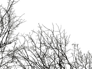 Tree branch silhouette