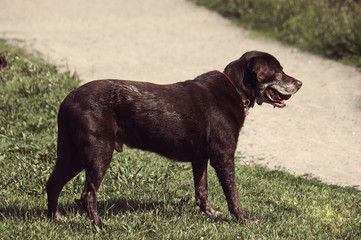 Side view of black dog playing outside on grass and copyspace