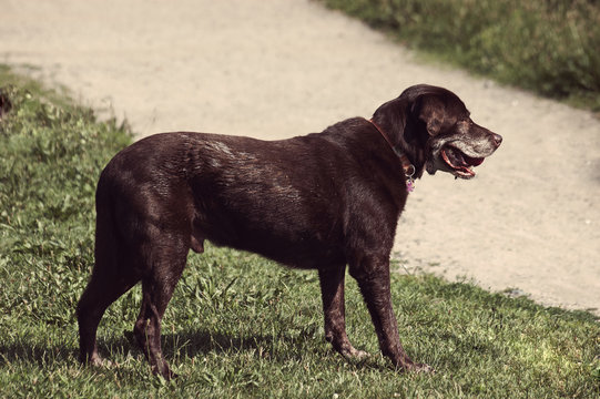 Side View Of Black Dog Playing Outside On Grass And Copyspace