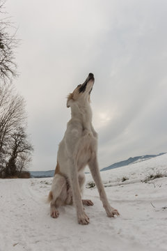 The Silken Windhound looking at the sky