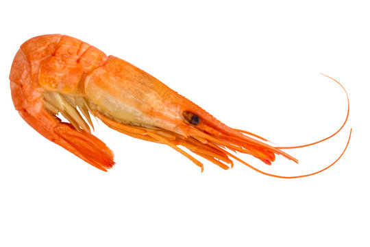Cooked shrimp isolated
