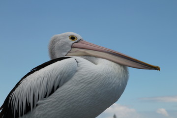 Australie pélicans