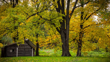 Autumn trees and a woodshed in russian village