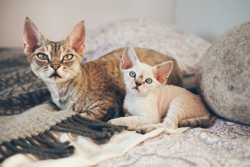 Naklejka na ściany i meble Portrait of adorable Devon Rex cats - mother and her small one month old kitten, cats are laying down on the bed together. Cats feeling relaxed and comfortable, looking at camera. Cat breeds, litter