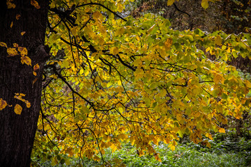 Autumn tree, the leaves partly yellowed. Focus on the lower branches.