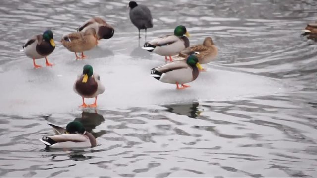 vorbeitreibende Eisschollen mit ruhenden Enten auf einem Fluß an einem trüben Wintertag
