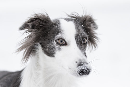 The Silken Windhound