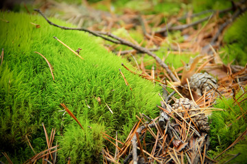 Green moss in pine forest, with pine cones, needles and twigs around. Focus in front cone. Backgroung is soft-focused.