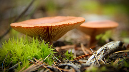 Poisonous mushrooms in autumn forest