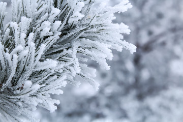 Winter season. Pine branches with needles covered by frost on foreground. Pine trees on background. Focus on foreground.