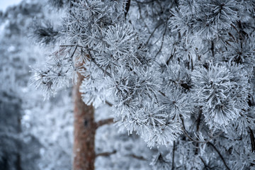 Winter season. Pine branches with needles covered by frost on foreground. Pine trees on background. Focus on foreground.