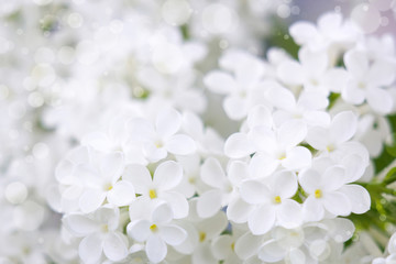 Blooming lilac flowers
