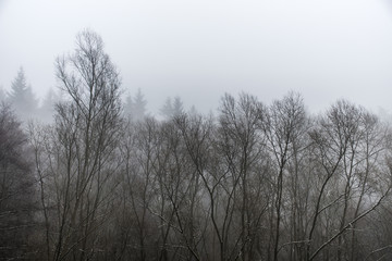 Obraz na płótnie Canvas Frozen winter trees in forest the fog foggy day