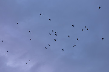 Birds silouettes on blue sky