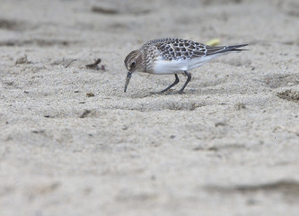 Juvenile Baird's Sandpiper, (Calidris bairdii), a North American vagrant on the Gannel Estuary, Newquay, Cornwall, UK.