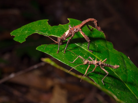 รูปภาพStick-Bug – เลือกดูภาพถ่ายสต็อก เวกเตอร์ และวิดีโอ243 | Adobe Stock