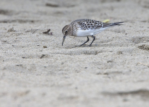 Juvenile Baird's Sandpiper, (Calidris bairdii), a North American vagrant on the Gannel Estuary, Newquay, Cornwall, UK.