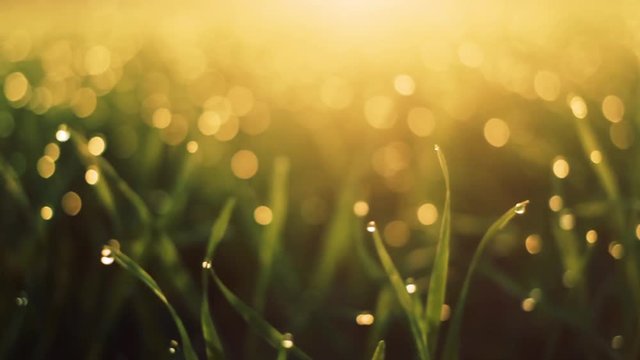Fresh spring morning grass with dew in the sunrise