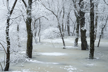 winter landscape