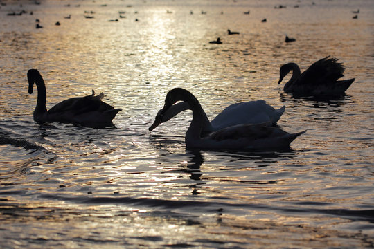 лебеди прилетели на юг греться и плавают в чёрном море