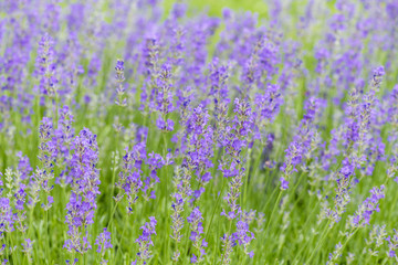 Naklejka premium Kwiaty lawendy