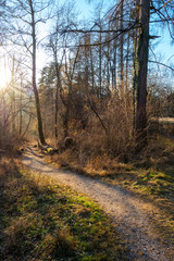 Fototapeta premium Path through a bare forest in the evening sunlight